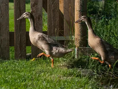 Enten