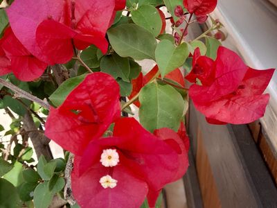 Terrasse Blumen