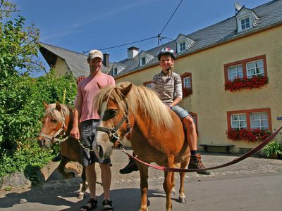 Mayischhof Pferde