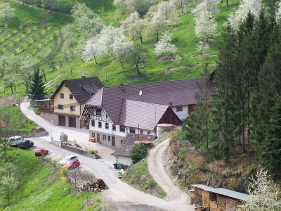 Baumblüte auf dem Vogthof