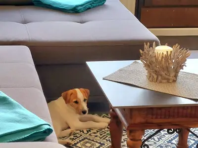 Ferienwohnung für 4 Personen (39 m²) in Lautenthal 10/10