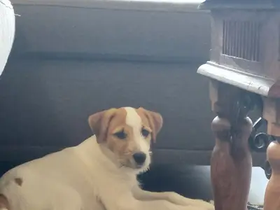 Ferienwohnung für 4 Personen (39 m²) in Lautenthal 4/10