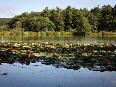Weiher Lautzenbrücken 1