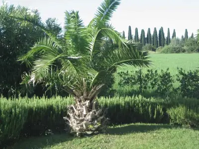 Ferienwohnung für 4 Personen (55 m²) in Lazise 6/10