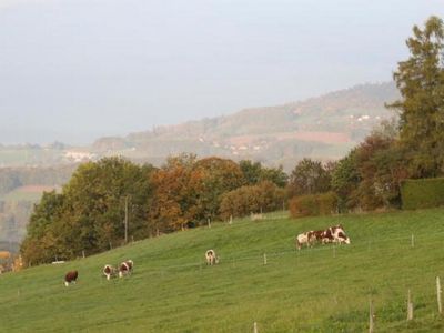 Our cows in the fields above the lake of Geneva
