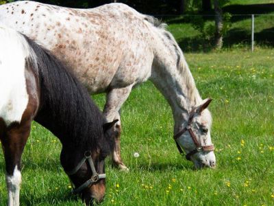 Hier sind nicht nur die Ponys entspannt.