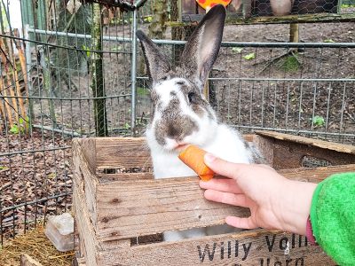 Sei gespannt auf die vielen Tiere auf dem Hof.