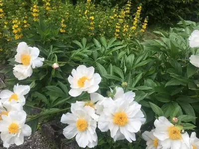Ferienwohnung für 3 Personen in Ledenitzen 2/10