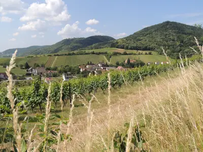 Landschaft mit Leinsweiler sommer 2014 (19) - Kopi