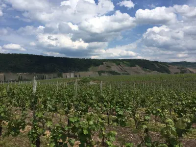 Blick auf Weinberge & Weinhang Laurentiuslay