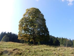 18594525-Ferienwohnung-6-Lenggries-300x225-4