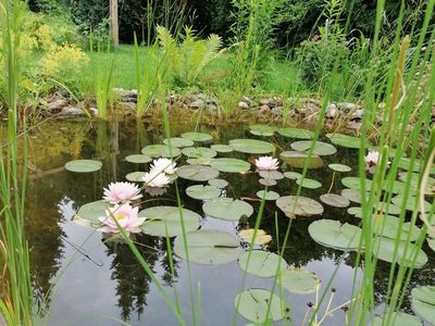 Garten mit Teich