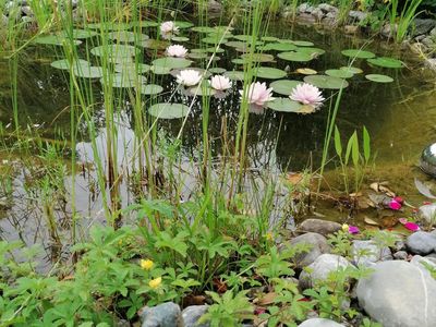 Seerosen im Gartenteich