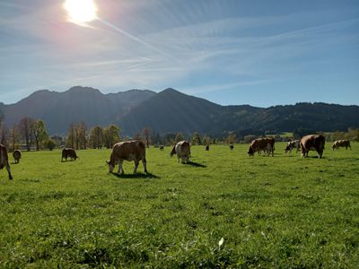 Unsere Kühe auf der Weide