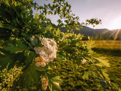 Fruehling
