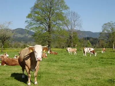 Unsere Kühe