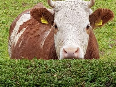 Blick über die Hecke