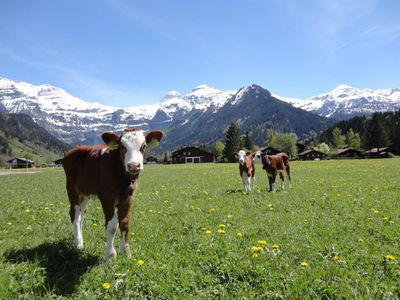 Die Kälbchen weiden neben dem Haus