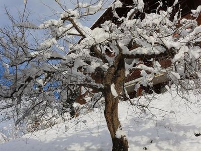 Baum bei Fenster am Lee