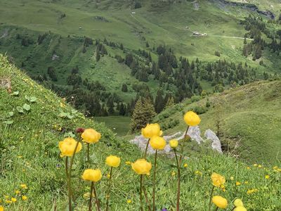 üppige Alpenflora inklusive