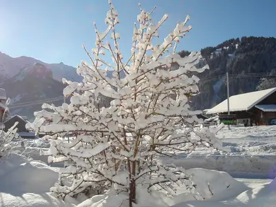 Winter