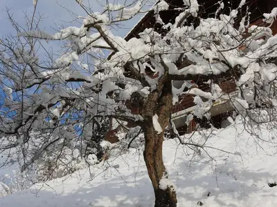 Baum bei Fenster am Lee