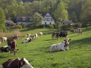 23117031-Ferienwohnung-6-Lennestadt-300x225-5