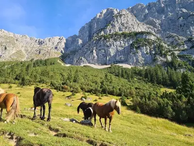 Ferienwohnung für 4 Personen (75 m²) in Leutasch 5/10
