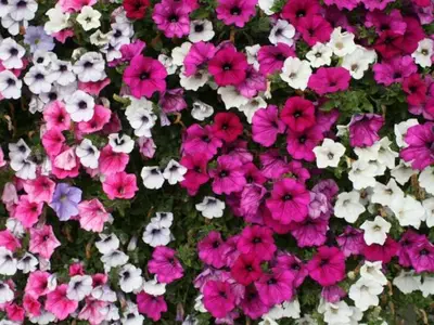 Ferienwohnung für 3 Personen (55 m²) in Leutasch 10/10