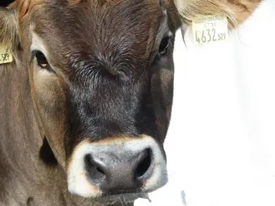 Ferienwohnung für 4 Personen (40 m²) in Leutasch 10/10