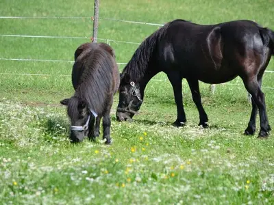 Ferienwohnung für 4 Personen (75 m²) in Leutasch 4/10