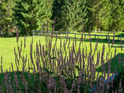 Ferienwohnung für 3 Personen (50 m²) in Leutasch 6/10