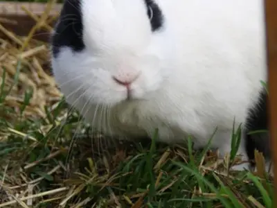 Ferienwohnung für 6 Personen (50 m²) in Leutasch 7/10