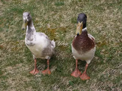 Ferienwohnung für 6 Personen (50 m²) in Leutasch 8/10