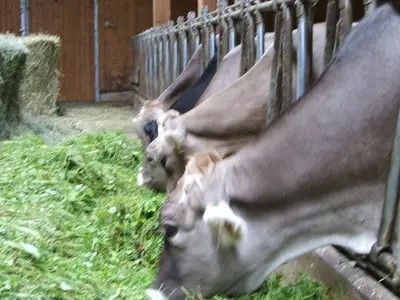Ferienwohnung für 6 Personen (50 m²) in Leutasch 9/10