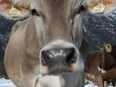 Ferienwohnung für 6 Personen (50 m²) in Leutasch 10/10