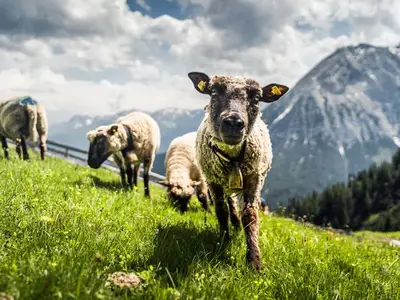 Ferienwohnung für 4 Personen (50 m²) in Leutasch 7/10