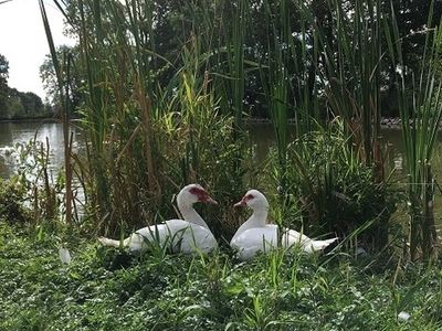 Ferienwohnung für 4 Personen (85 m²) in Leutershausen 9/10