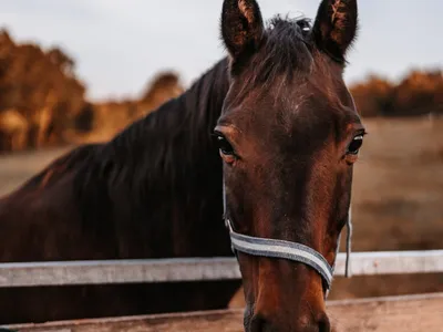 Ferienwohnung für 4 Personen (85 m²) in Leutershausen 1/10