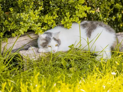 Kater Mikesch