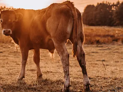 Ferienwohnung für 4 Personen (85 m²) in Leutershausen 1/9