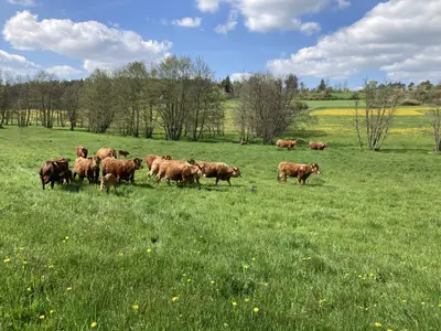 Ferienwohnung für 6 Personen (95 m²) in Leutershausen 1/10