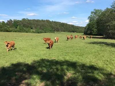 Ferienwohnung für 6 Personen (95 m²) in Leutershausen 9/10