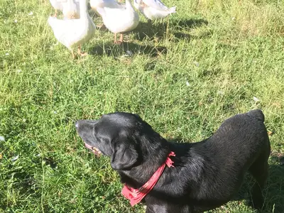 Ferienwohnung für 6 Personen (95 m²) in Leutershausen 10/10