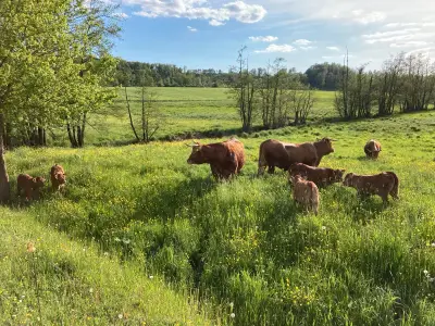 Ferienwohnung für 6 Personen (95 m²) in Leutershausen 1/10