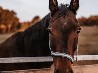 Ferienwohnung für 4 Personen (85 m²) in Leutershausen 1/10