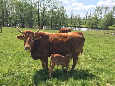 Ferienwohnung für 4 Personen (85 m²) in Leutershausen 1/9