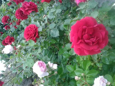 Ferienwohnung für 4 Personen (60 m²) in Lichtenhain 8/10