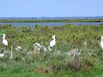 Birdwatching in Comacchio Lagune