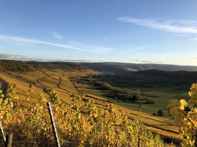 Weinberge im Herbst